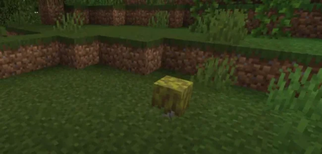 Чайное дерево