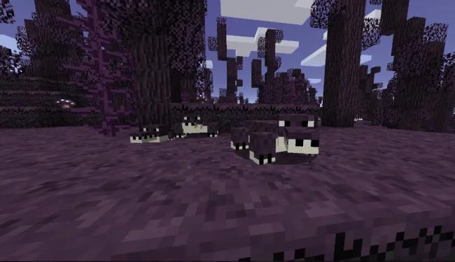 Новые животные